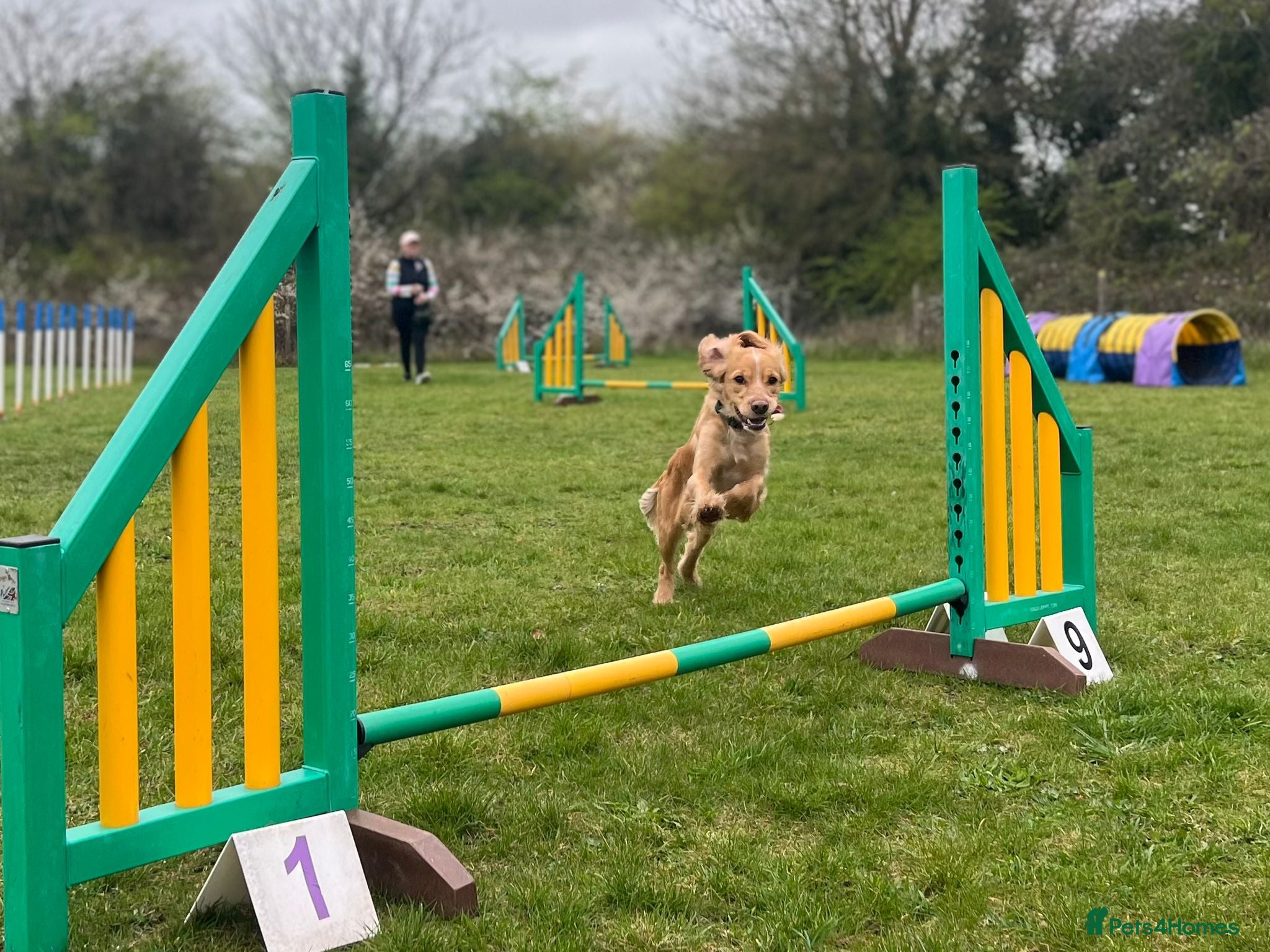 Cocker Spaniel dogs KC reg fully health tested working cocker stud  - Advert 2