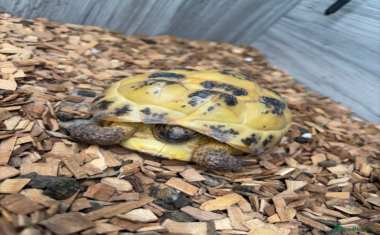 Tortoise reptiles horsefeild tortoise - Advert 1