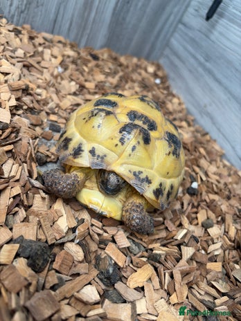 Tortoise reptiles horsefeild tortoise - Advert 2