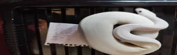 Python Snake reptiles for sale: Cb royal pythons  - Advert 4