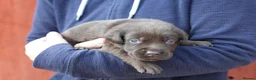 Labrador Retriever dogs for sale: Chocolate Labrador puppies Kc reg health tested - Advert 7