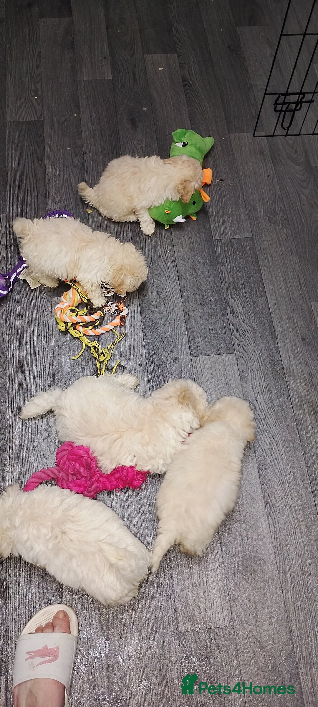 Poochon dogs for sale: Poochon  - Advert 10