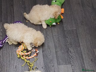 Poochon dogs Poochon - Advert 17