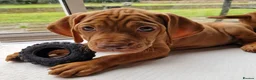 Hungarian Vizsla dogs for sale: READY TO LEAVE ,. 4 Beautiful girls left. - Advert 13