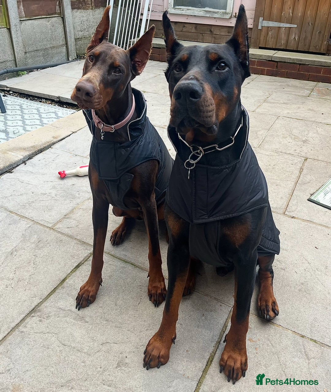 Dobermann dogs for sale: ⭐️ Pregnancy confirmed FULL EUROPEAN DOBERMANN ⭐️ - Image 3