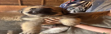 German Shepherd 1