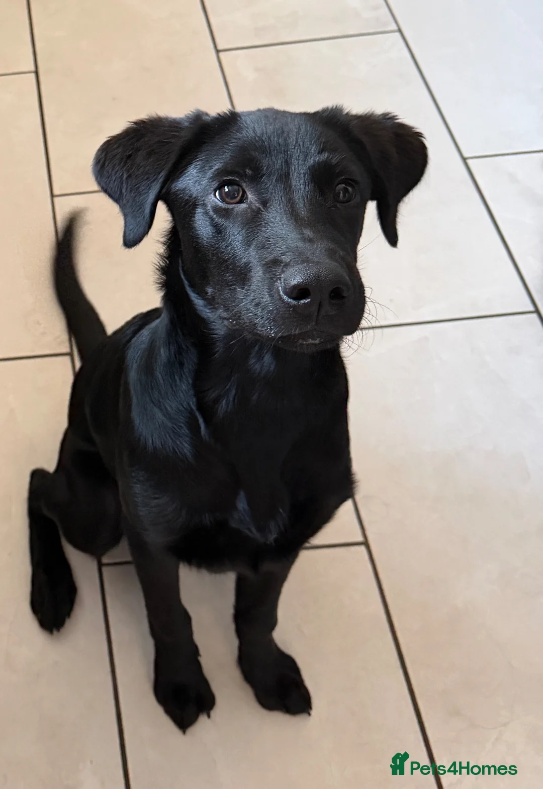 Sheprador dogs for sale: 6 month old German Shephrador - Advert 2