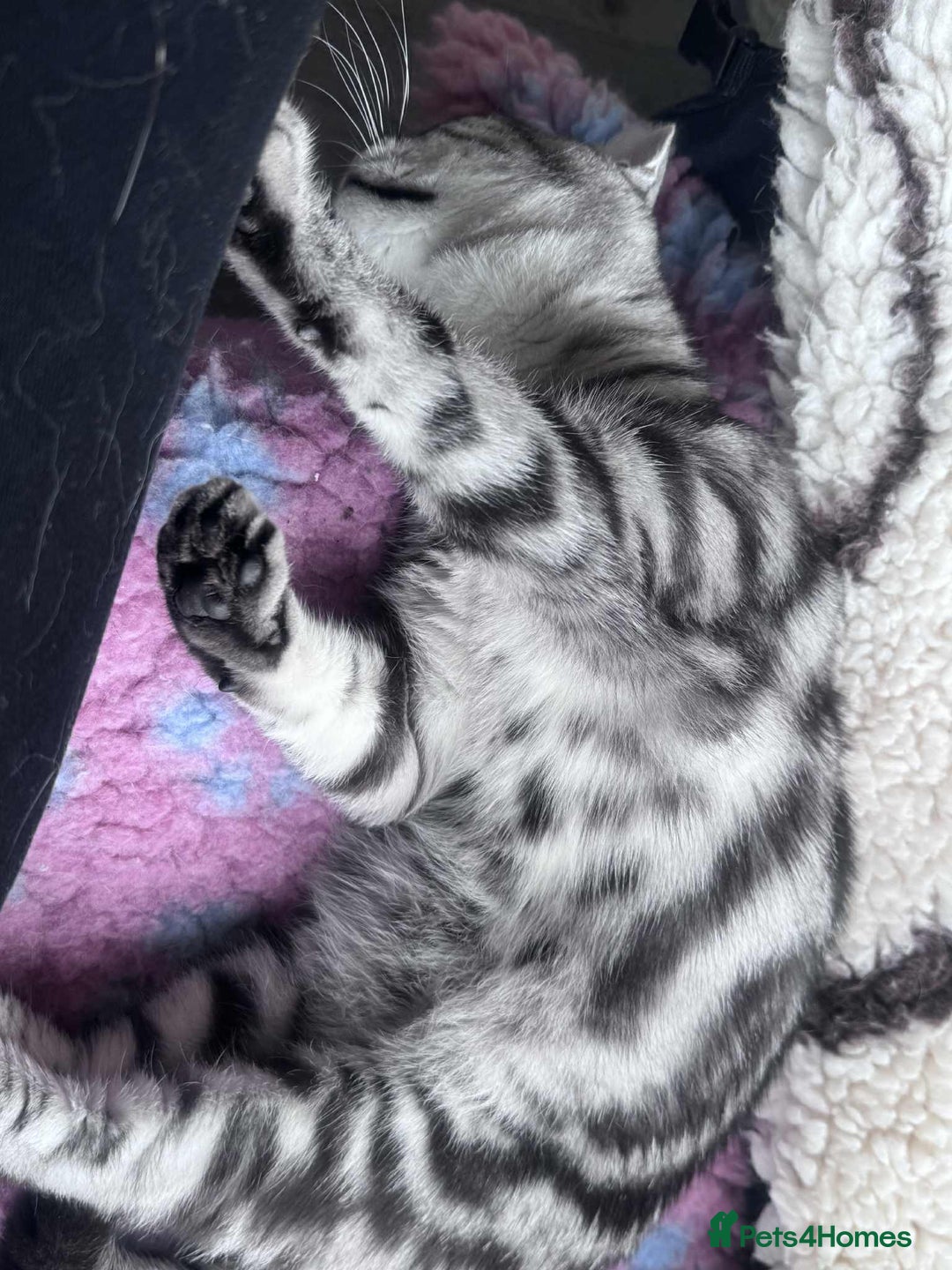 Brazilian Shorthair cats for sale: British shorthair  - Advert 4