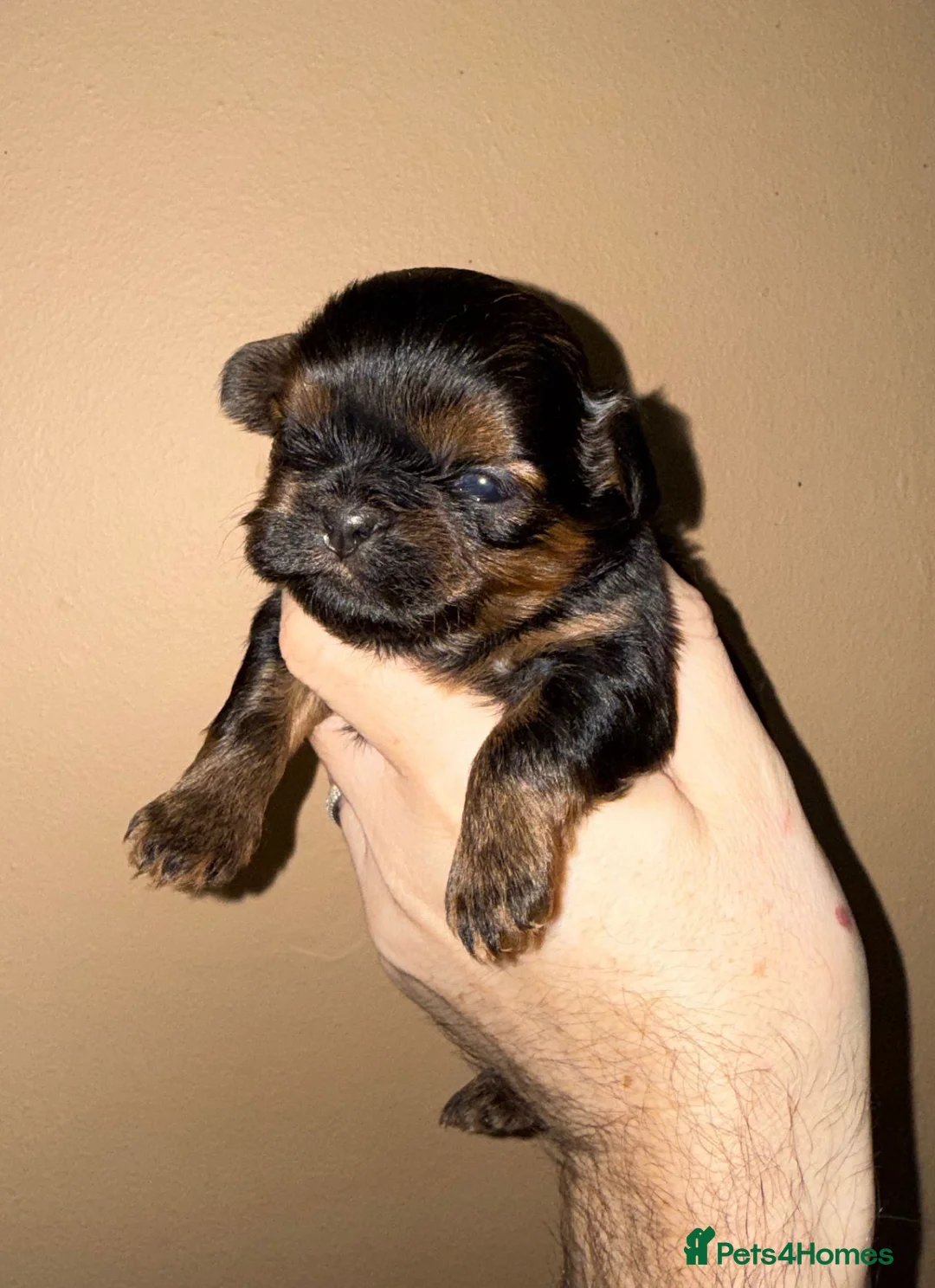 Shih Tzu dogs for sale: 💛🧡💜Stunning KC Shih Tzu Puppies🩷🧡💛 - Advert 2