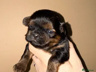 Shih Tzu dogs Stunning KC Shih Tzu Puppies - Advert 6