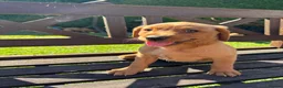 Labrador Retriever dogs for sale: KC Registered Fox red Labrador puppies in Newtown - Advert 3