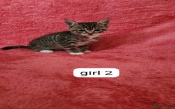European cats for sale: Kitten  - Image 12
