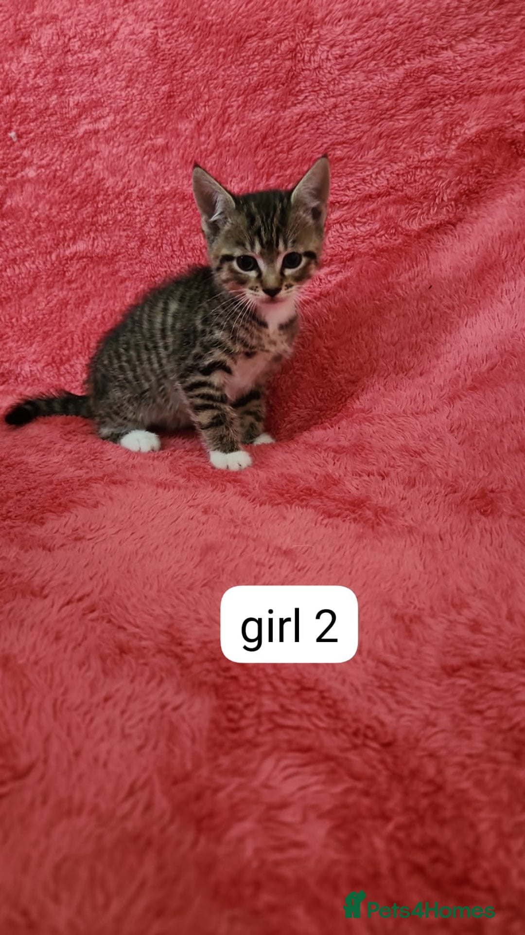 European cats for sale: Kitten  - Image 12