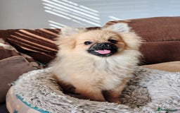 Pomeranian dogs for sale: Pom puppys with Kc reg , pedigree for sale - Image 12