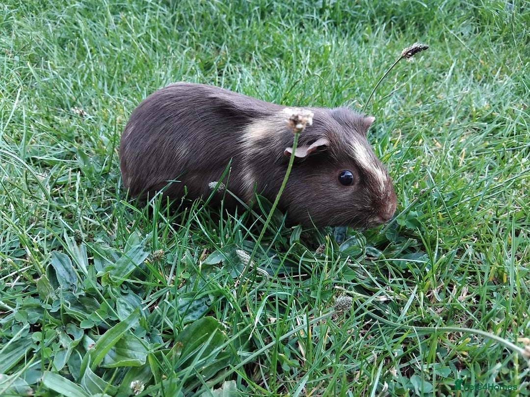Guinea Pig rodents for sale: 2 female Guinea pigs - Image 2