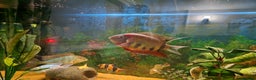 Cichlids fish for sale: Chiclids  - Advert 5