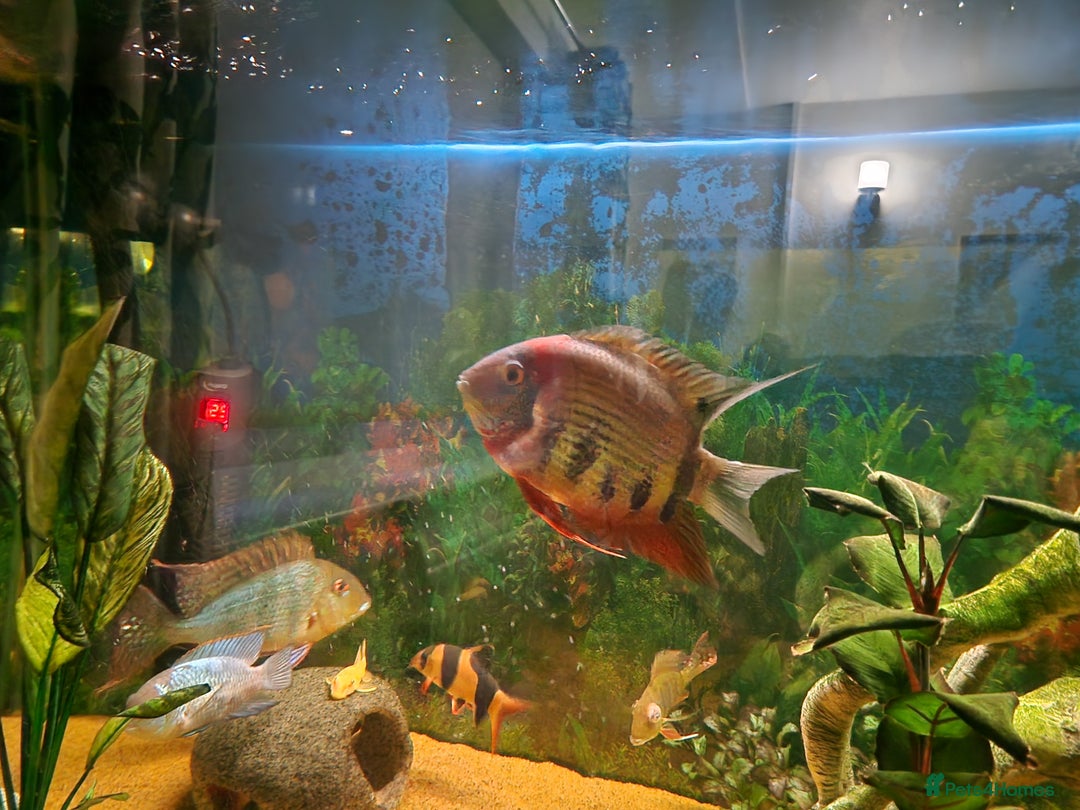 Cichlids fish for sale: Chiclids  - Advert 5