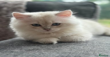 British Longhair cats - Advert 11