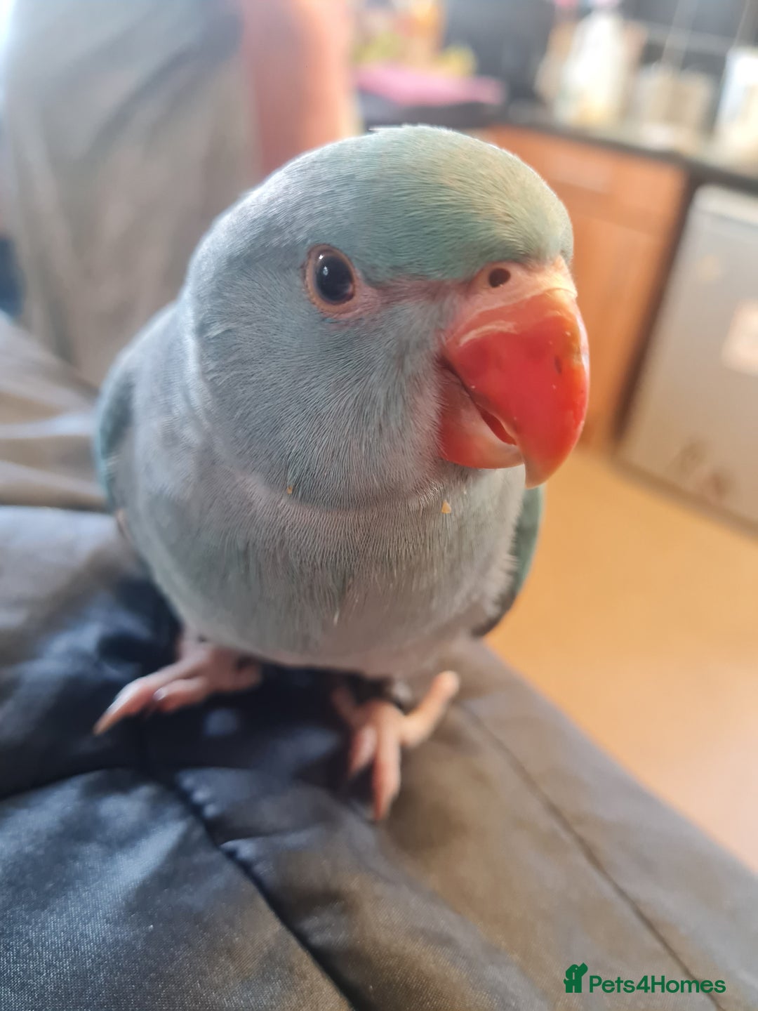 Parrots birds for sale: 5 Month old Handreard female ringneck  - Image 2