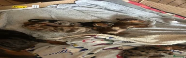 Dachshund 4