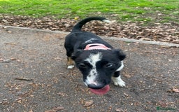Mixed Breed dogs for sale: Shollie puppies  - Image 2