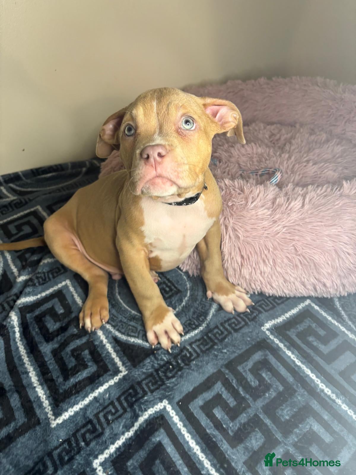 American Bully dogs Quality pocket bullies last few remaining❤️ - Advert 17