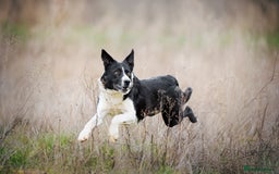 Border Collie dogs for stud: Black and white border collie for stud - Image 2