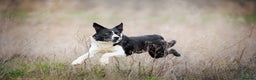 Border Collie dogs for stud: Black and white border collie for stud - Advert 2