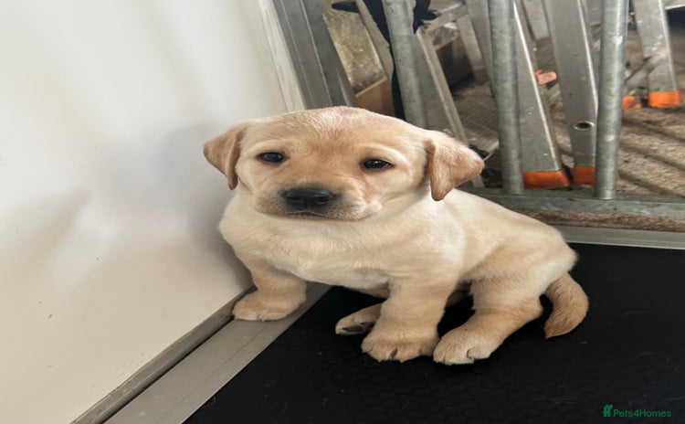 Labrador Retriever dogs - Advert 5