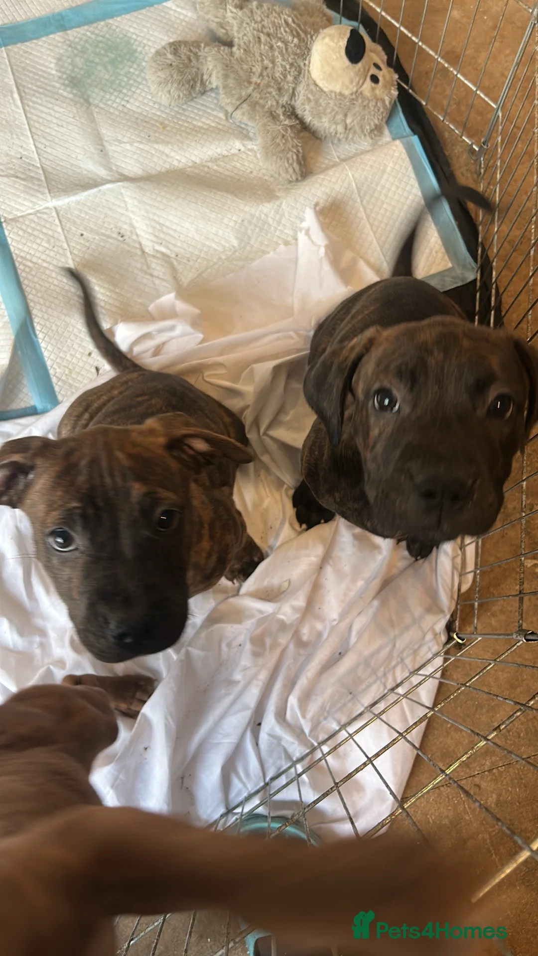 Staffordshire Bull Terrier dogs for sale: Brindle boys  - Advert 2