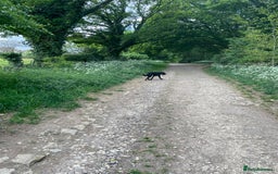 Labradoodle dogs for sale: Very lovely boy Bear 🐻  - Image 4