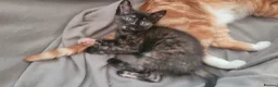 Mixed Breed cats for sale: Five Gorgeous Kittens Available! - Advert 9