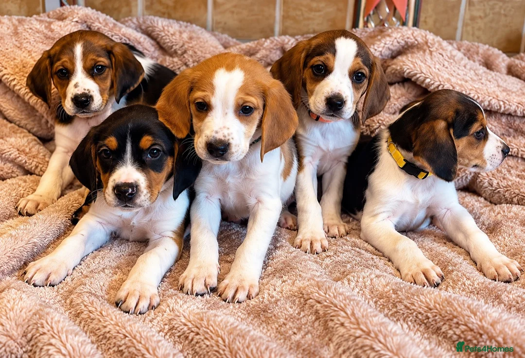 Mixed Breed dogs for sale: Beagles X Lab  - Advert 3