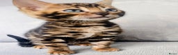 Bengal cats for sale: Kittens Bengal Pedigree tree blood line - Advert 16