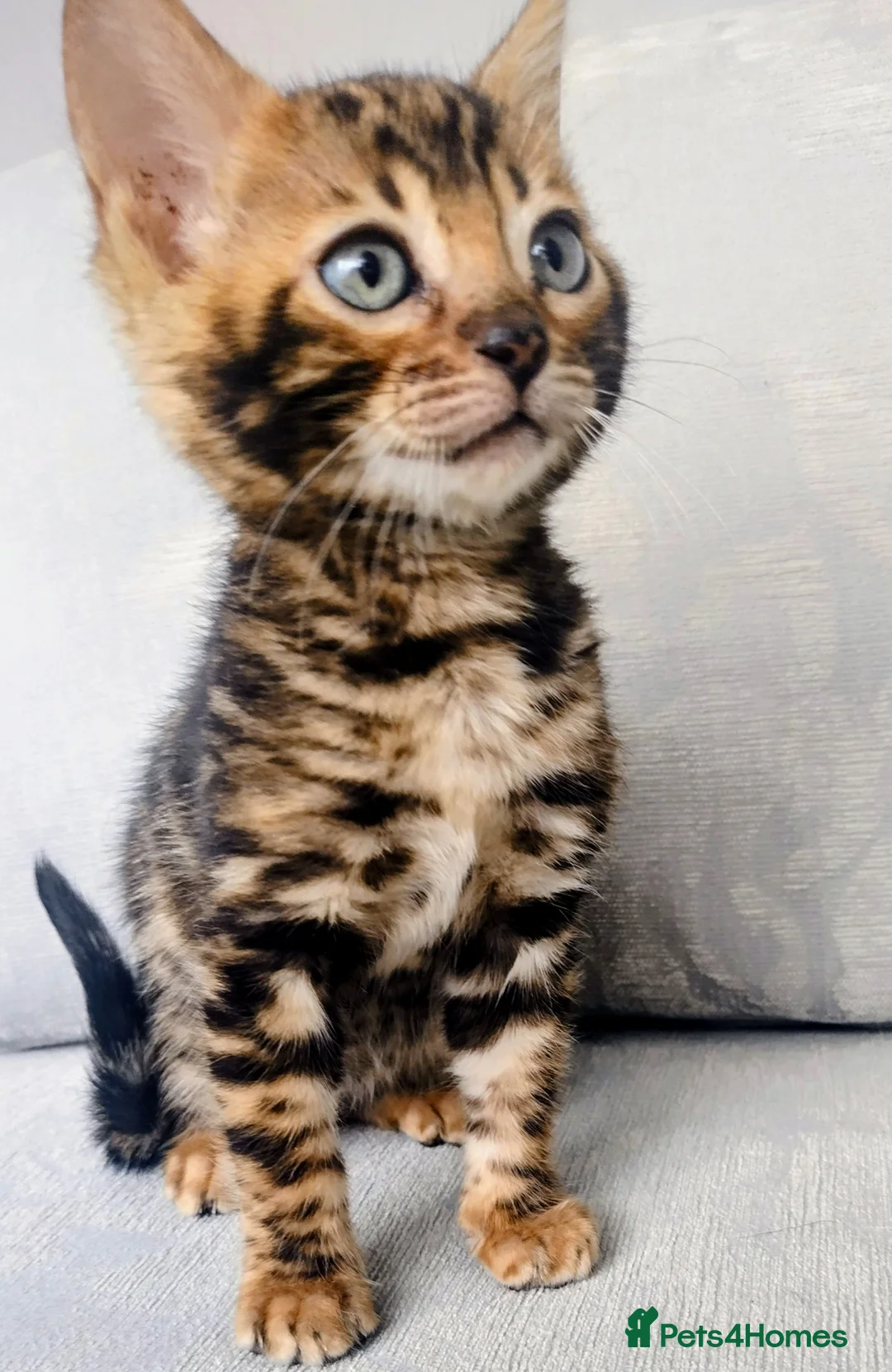 Bengal cats for sale: Kittens Bengal Pedigree tree blood line - Advert 16