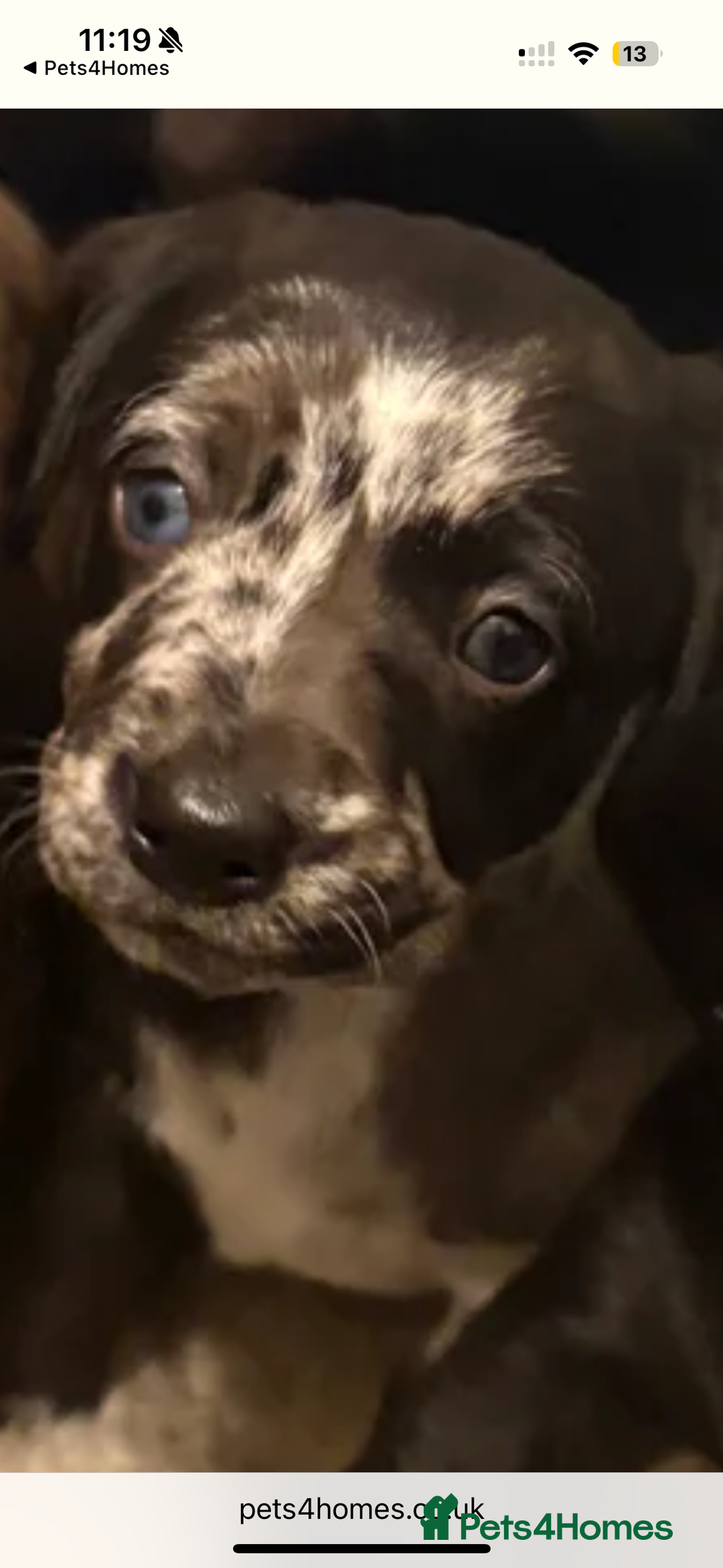 Doxiepoo dogs for sale: ✨RARE Mini Labradoodle mix ✨ - Advert 3