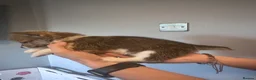 Welsh Corgi Pembroke dogs for sale: Beautiful Pembroke Welsh Corgi Puppies  in Chesterfield - Advert 21