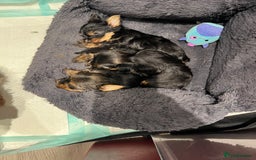 Yorkshire Terrier dogs for sale: Beautiful miniature Yorkie Biewer terriers - Image 16