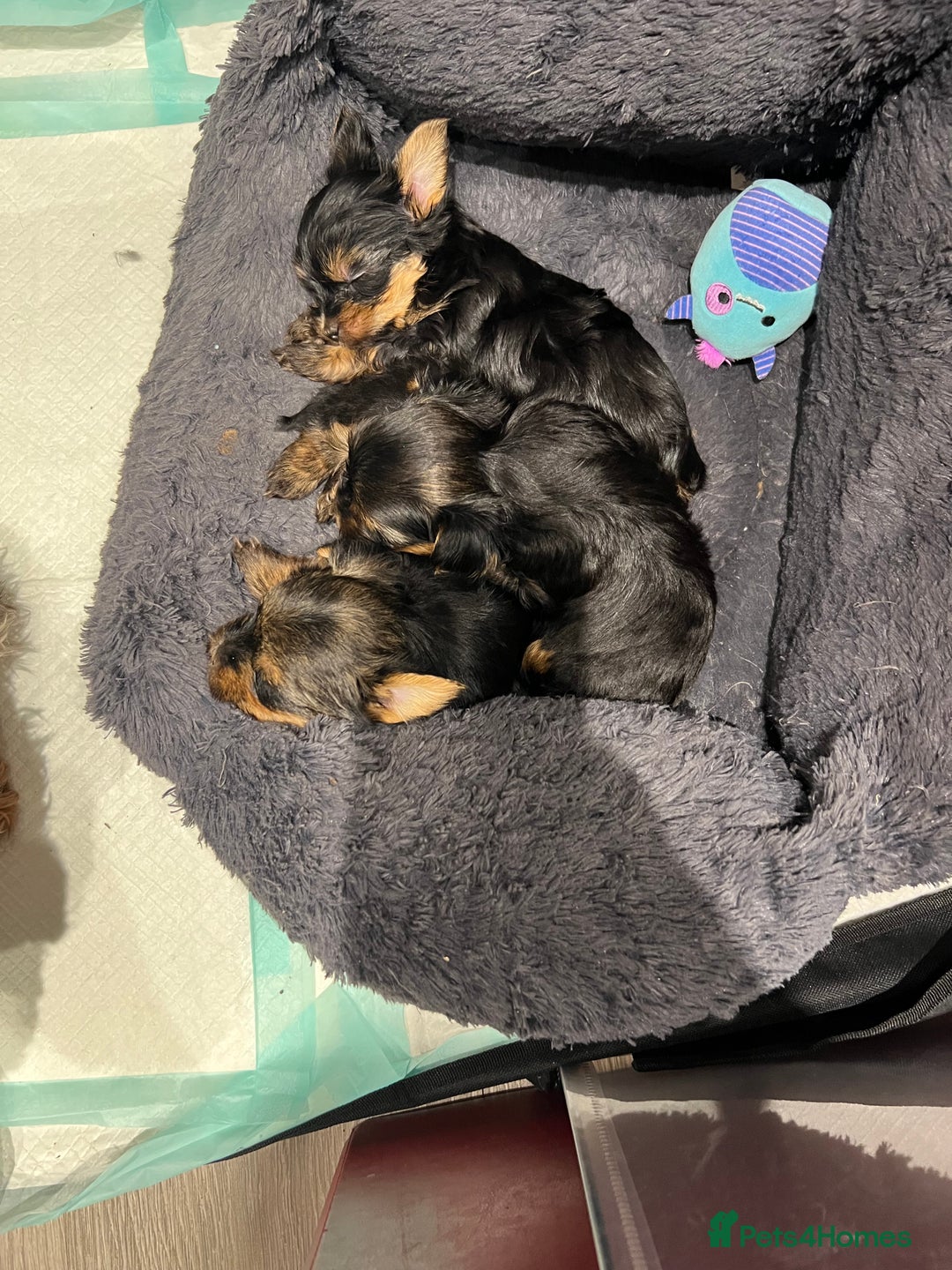 Yorkshire Terrier dogs for sale: Beautiful miniature Yorkie Biewer terriers - Image 16