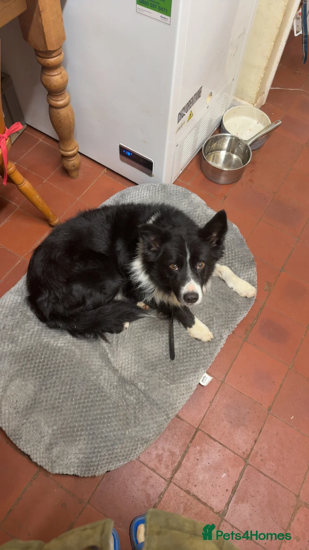Border Collie dogs for sale: Two border collie pups for new homes - Advert 4