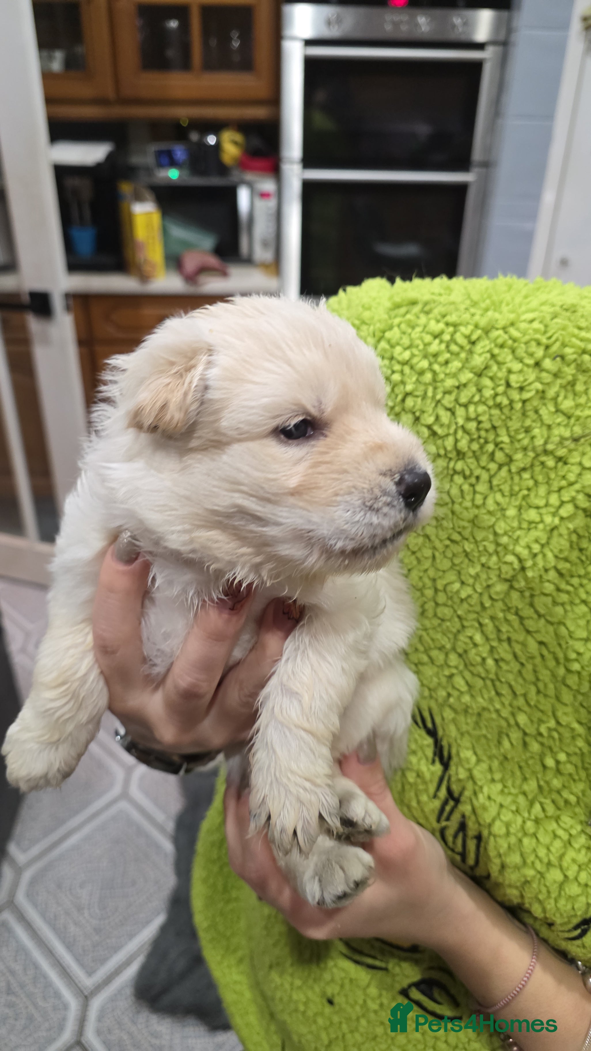 German Shepherd dogs Amazing german shepherd puppies for rehousing  - Advert 4