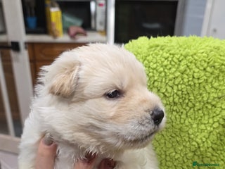 German Shepherd dogs Amazing german shepherd puppies for rehousing - Advert 7