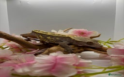 Gecko reptiles for sale: Adult crested geckos  - Image 2