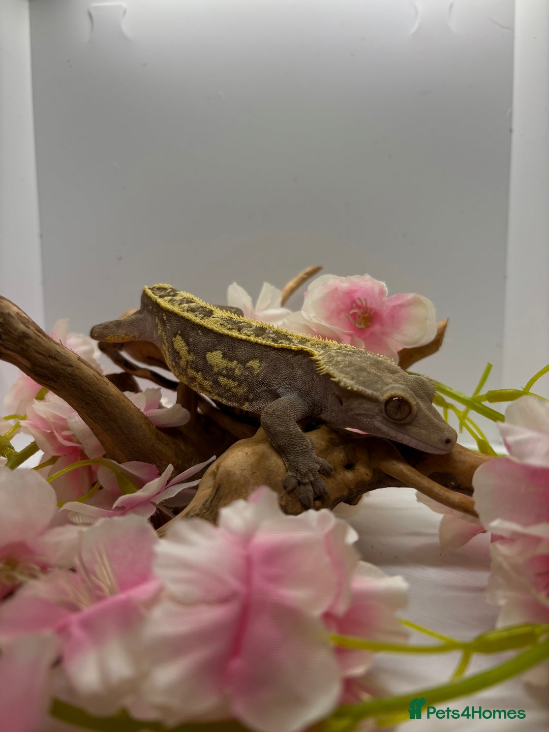 Gecko reptiles for sale: Adult crested geckos  - Image 2