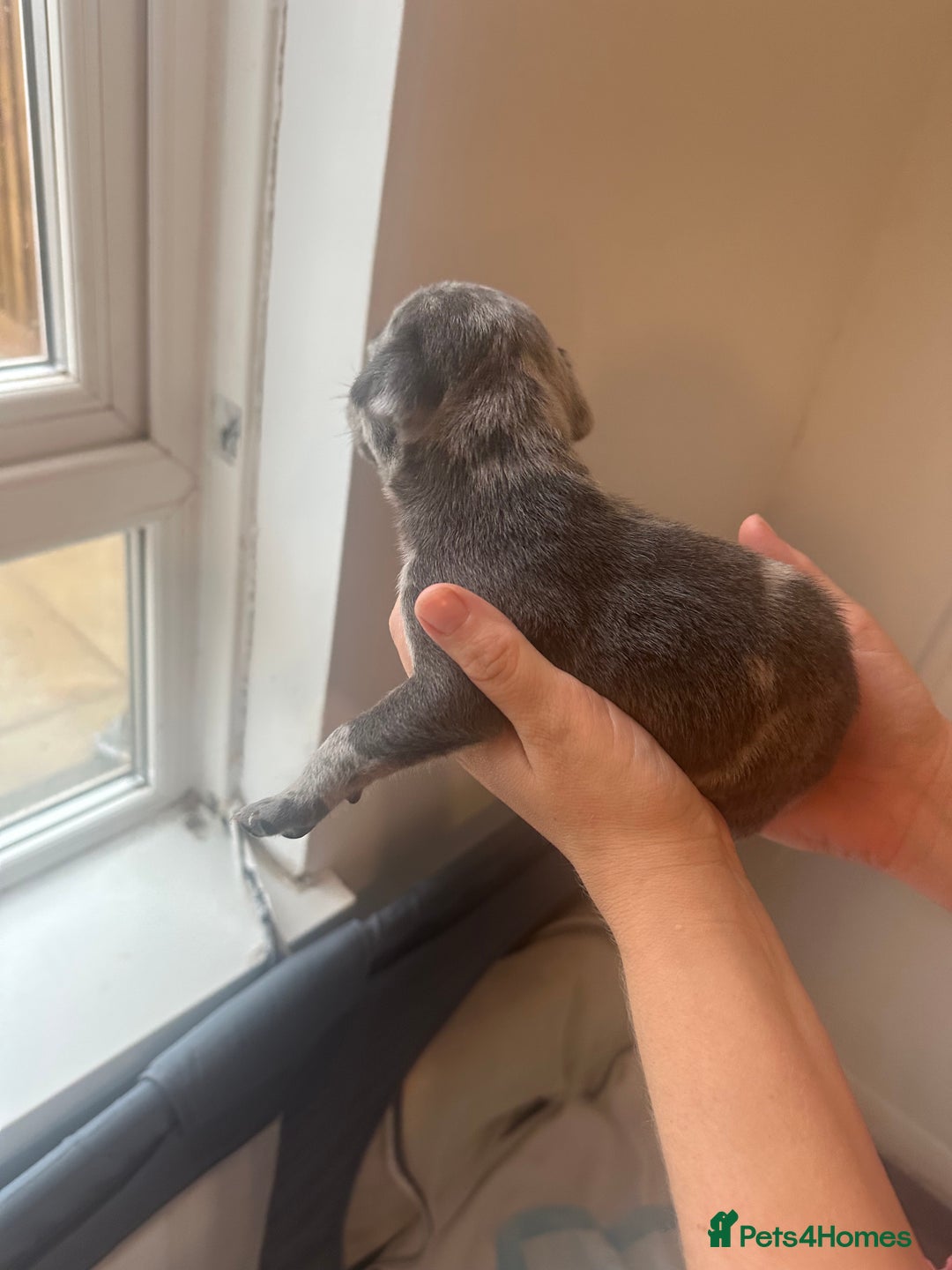 Mixed Breed dogs for sale: American bull staff puppies  - Image 22