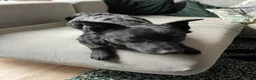 Mixed Breed dogs for adoption: 💖🐶 KODA – THREE YEARS AGO SHE WAS SAVED - Advert 5