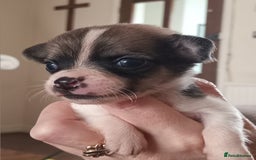 Jack Russell dogs for sale: Jack x chihuahua pups  - Image 1