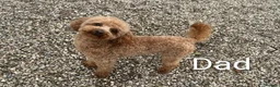 Toy Poodle dogs for sale: Beautiful Toy Poodle Puppies - Advert 10