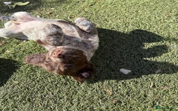 Cocker Spaniel dogs for sale: Extensively Health Tested KC Registered Girl - Image 11