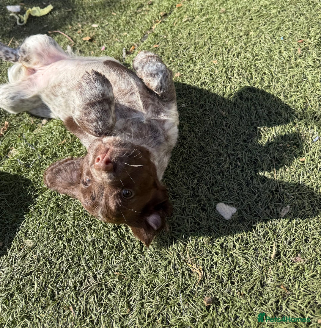 Cocker Spaniel dogs for sale: Extensively Health Tested KC Registered Girl - Image 11